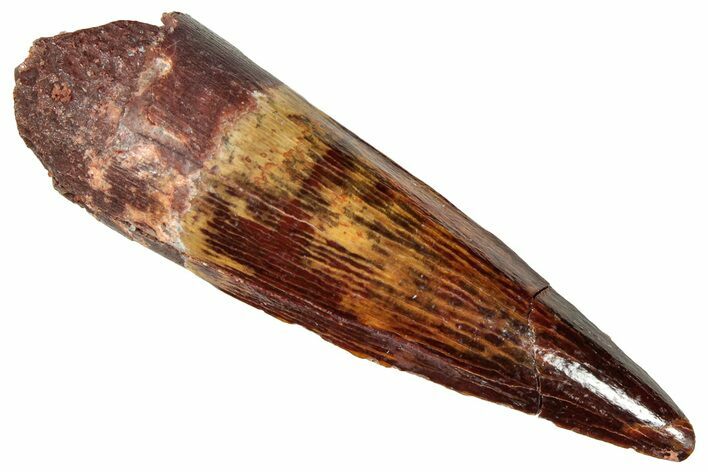 Juvenile Fossil Spinosaurus Tooth - Beautiful Enamel #301292